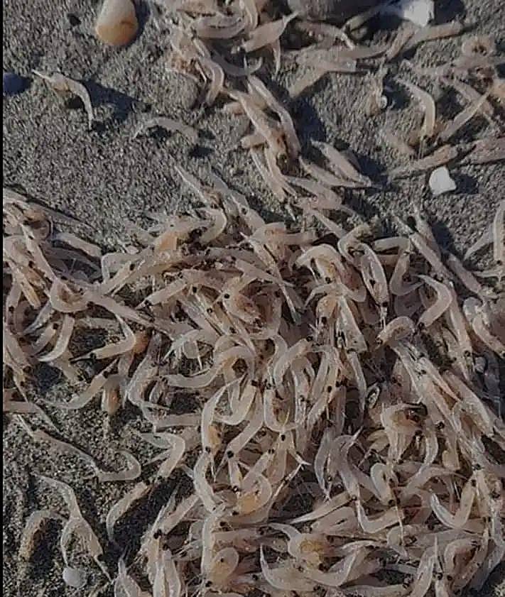 Imagen secundaria 2 - The sardinella in Nerja and bottom left, the shrimps in Torrox.