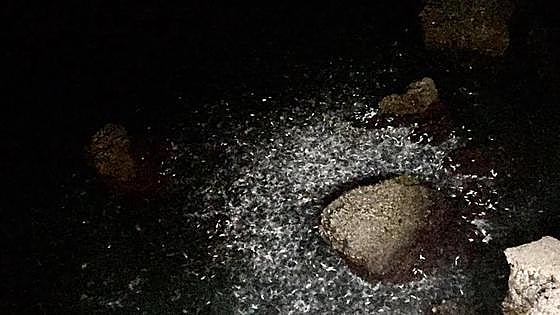 Watch the strange sight as thousands of fish seek refuge near Costa del Sol landmark