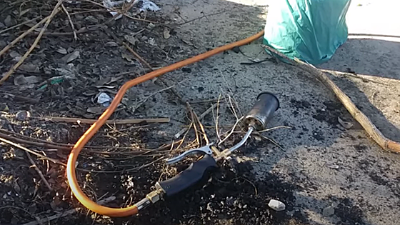 Three men reported in Malaga for burning live hedgehogs with a blowtorch, which they 'planned to eat'