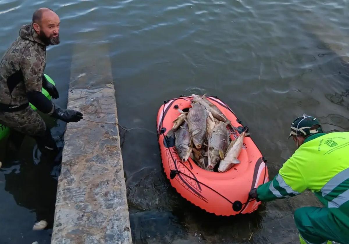 Almost 2,000 kilos of dead fish pulled from Malaga lake due to high concentration of salt in the water