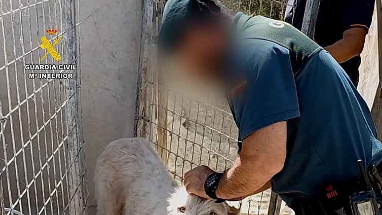 Owners investigated after ears cropped and tails docked on 1,000 dogs in Andalucía