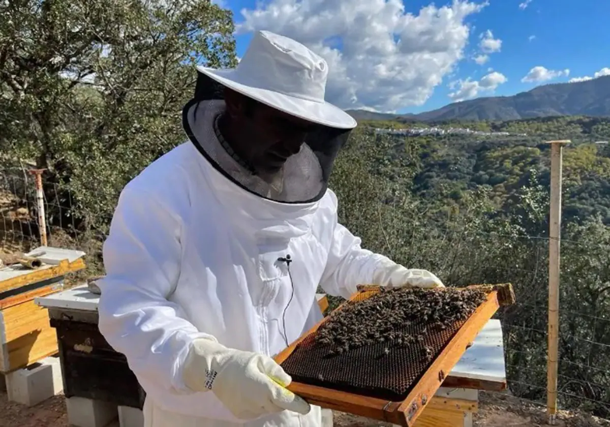 Juan Galindo working at one of his 160 hives.