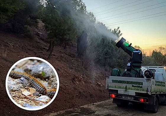 Malaga council wages war on processionary caterpillars which can be deadly for pets
