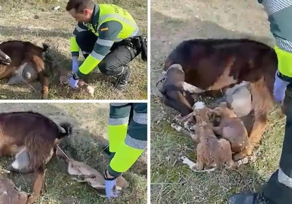 Guardia Civil assist the delivery of a baby goat on a road in Valladolid