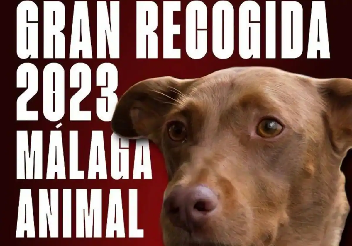 This is how you can help abandoned animals in Malaga and on the Costa del Sol this Christmas