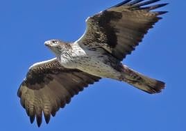 Bonelli's eagle.