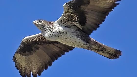 Bonelli's eagle