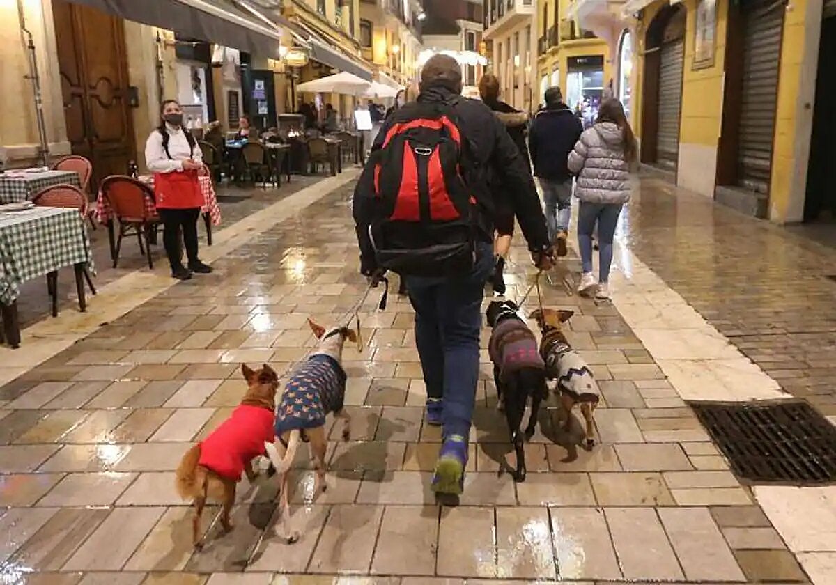 Spain's 'best friends' programme offers free veterinary help to those in need, and this is how to apply