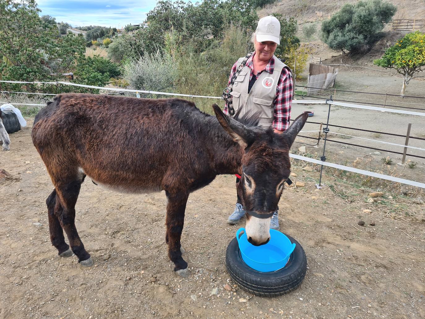 A group of employees from a tech AI company help out at a donkey sanctuary