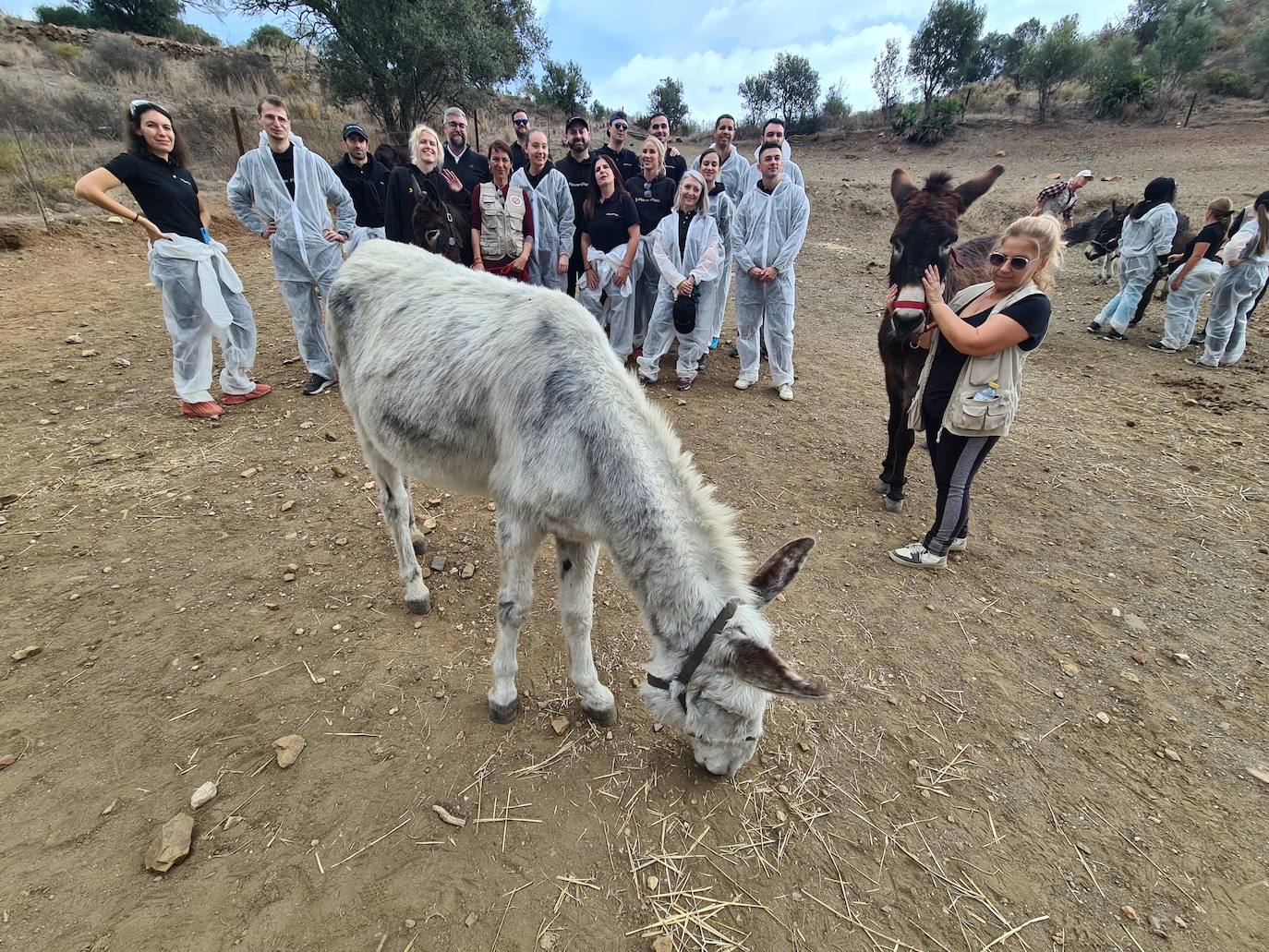 A group of employees from a tech AI company help out at a donkey sanctuary