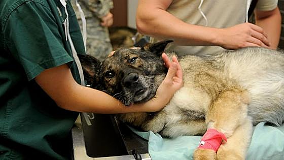 Contract for 24-hour vet service to attend to stray and abandoned animals put out to tender in Axarquía town