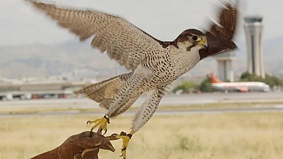 New flying squad to be hired to keep air traffic safe at Malaga Airport