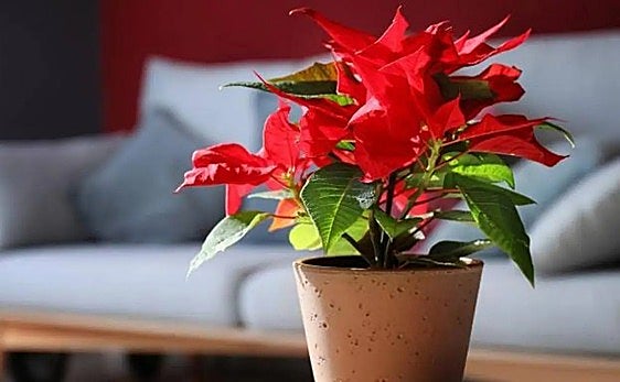Poinsettia, a popular Christmas plant in Spain.