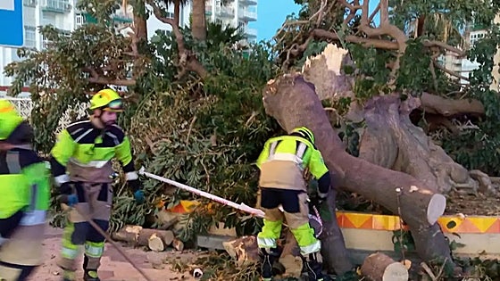 Iconic ombu tree that inspired famous Spanish poet gets the chop in Benalmádena