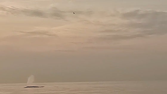 This is the moment endangered whales were spotted swimming near the shores of the Costa del Sol