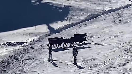 Watch as cattle startle skiers on the piste in the Sierra Nevada resort in south of Spain