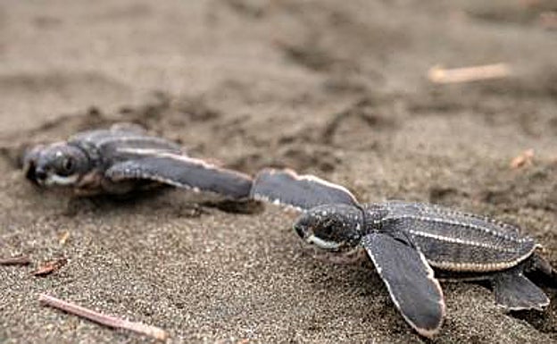 Young Leatherback turtle 
