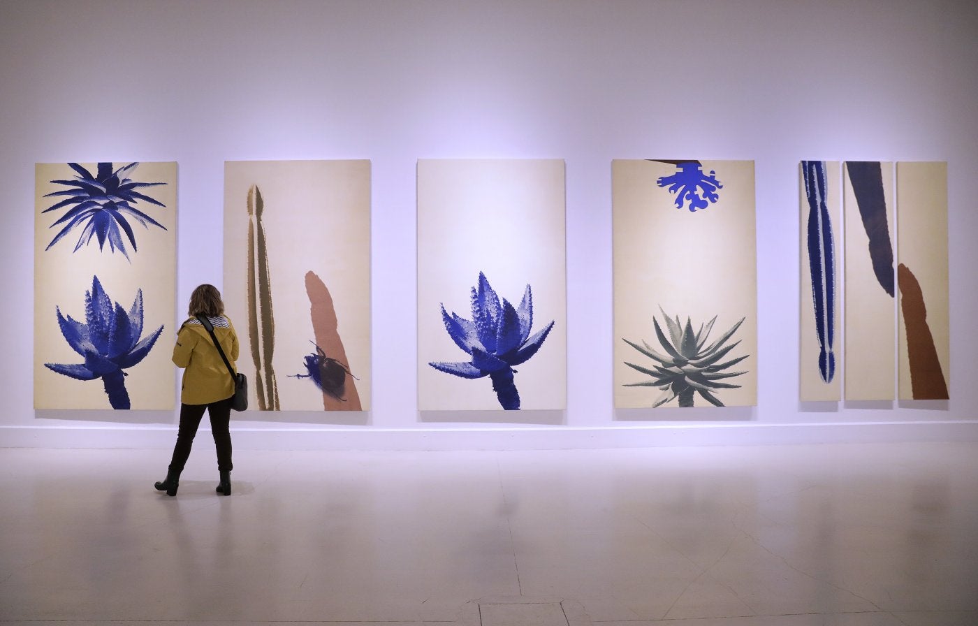 Works from the cactus series are among those that can be seen in the exhibition Dominio y Sueño at the CAC until 5 March. 