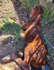 Imagen secundaria 2 - In pictures: firefighters rescue horse trapped in ditch on a farm near Ronda
