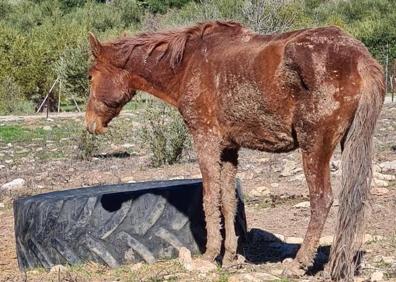 Imagen secundaria 1 - In pictures: firefighters rescue horse trapped in ditch on a farm near Ronda
