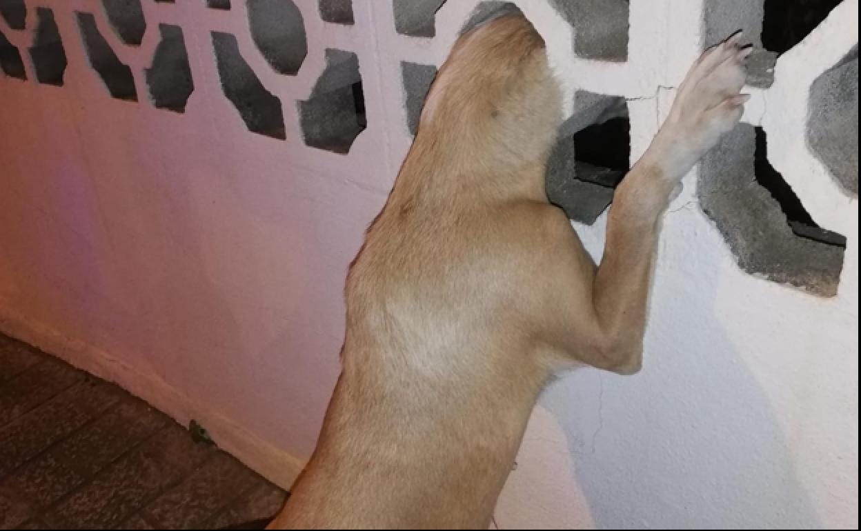 Firefighters to the rescue after stray dog gets head stuck in wall