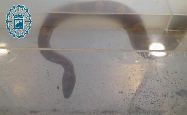Second pet snake found in same Malaga area within a week