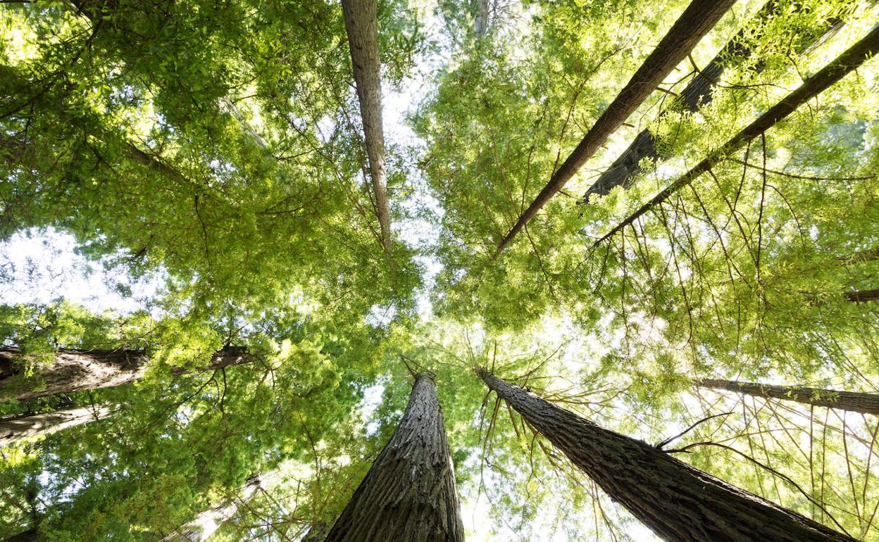 Utopia: A return to nature. 