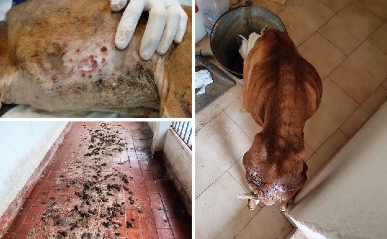 Police rescue dog that was found locked up on roof terrace without water or food in Alhaurín
