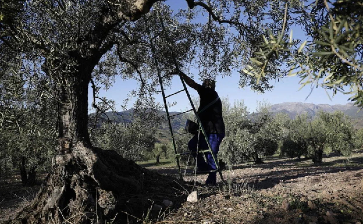 An olive grove in Malaga province.