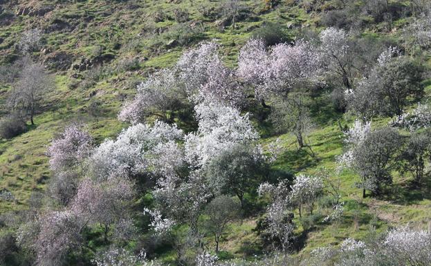 Almond trees in bloom on the “Camino de Puerto Chiribenítez”.