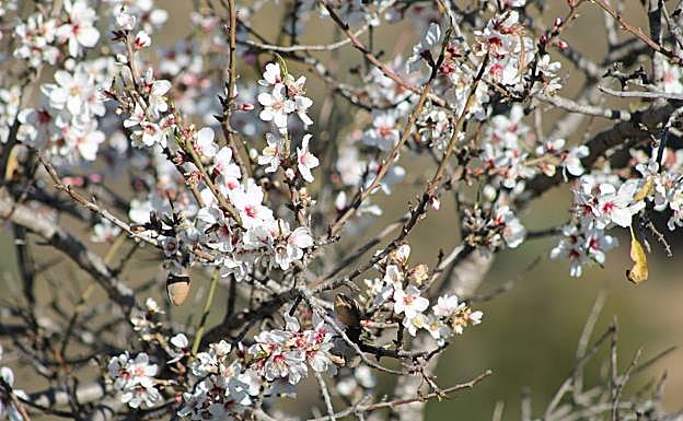 Plenty of almond trees can be found in this area.