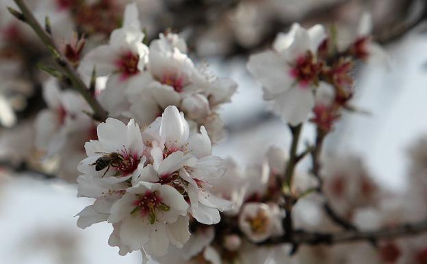 Salares, Árchez and other villages nearby are all home to almond blossom. 