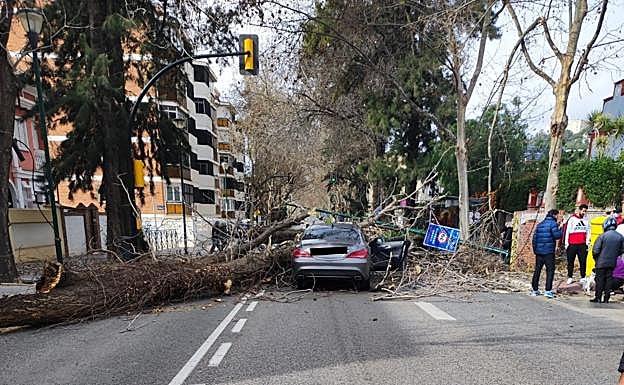 A fallen tree on a car that was driving through the Pedregalejo district of Malaga this morning.
