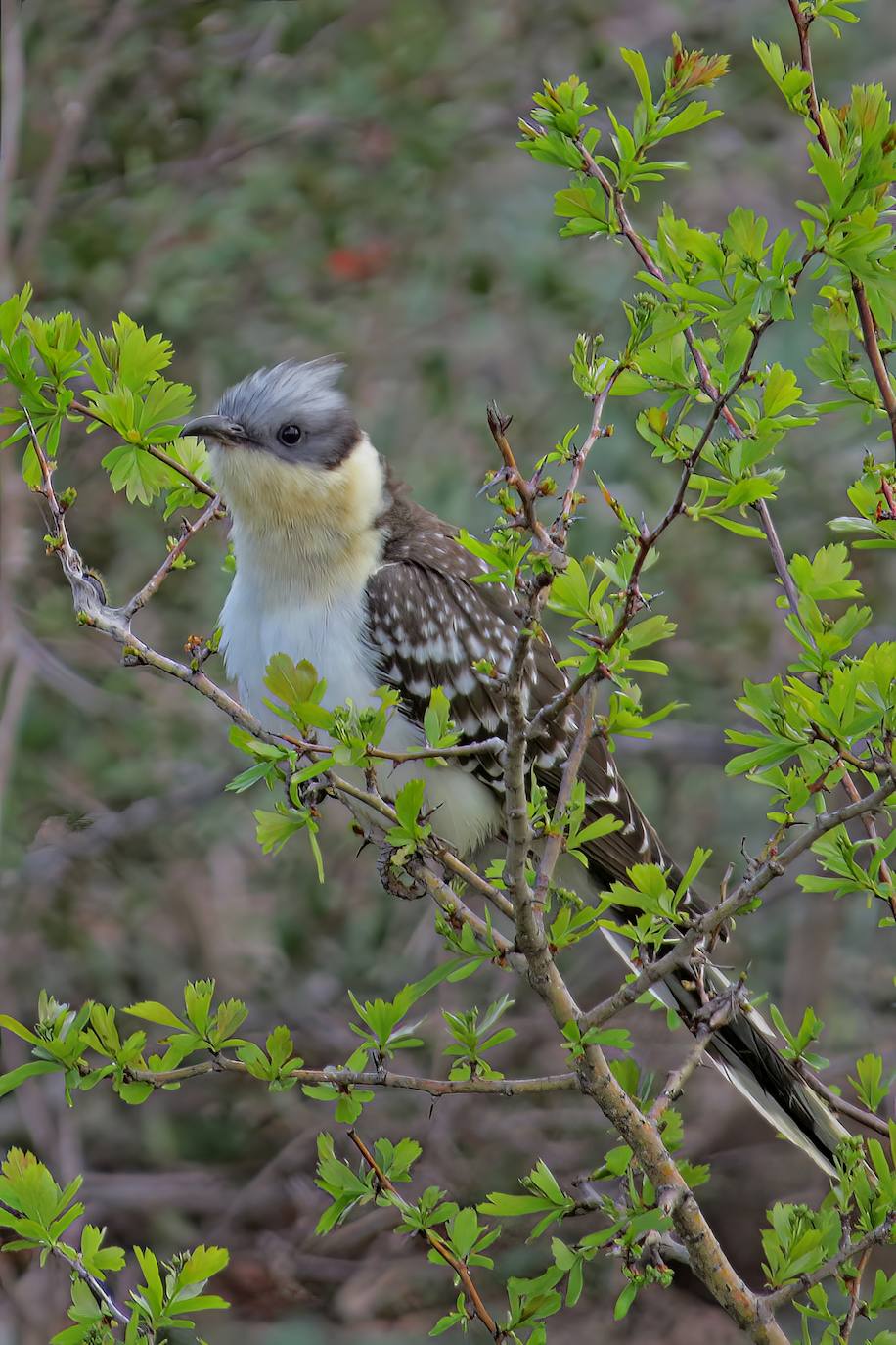 The Great-spotted Cuckoo 