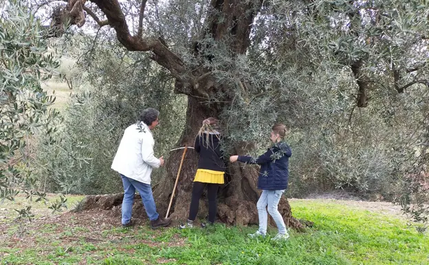 Francisco Lorenzo Tapia shows how to measure the girth of an olive tree 