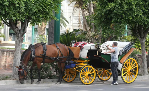 Could this be the end of horse-drawn carriages for tourists in Malaga?