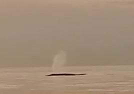 Image of the fin whale surfacing off the coast of Torrox.