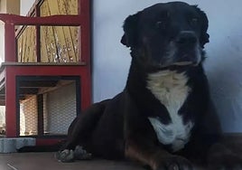 Image of Noa, the dog who died in the Plaza de La Marina in Nerja.