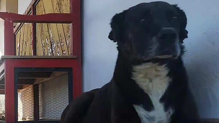 Firecrackers blamed for death of distressed dog on the Costa that leapt from balcony over the festive holidays