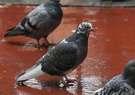 Woman faces 1,500 euro fine for feeding pigeons in Tenerife