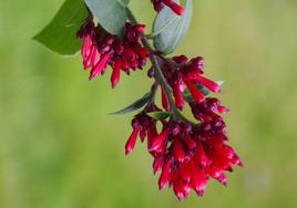 Cestrum elegans.