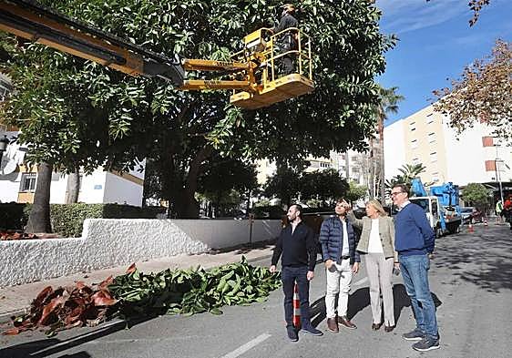 No cutbacks to Marbella's annual tree pruning plan