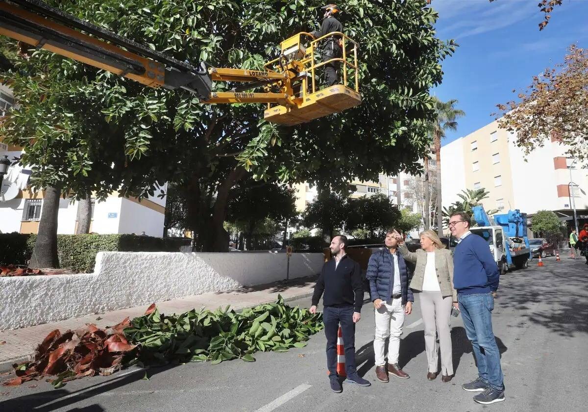 The plan affects around 17,000 trees in Marbella.