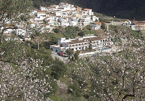 Almond blossom in Moclinejo.
