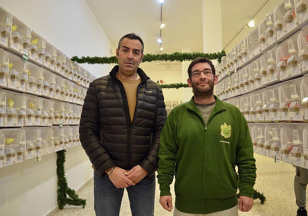 Imagen principal - The breeder Juan Antonio Ramos with the president of the Ornithology Association, Francisco Sánchez, in the first photo. In the second photo, Sánchez shows one of the canaries and in the third photo is another of the birds in the competition.