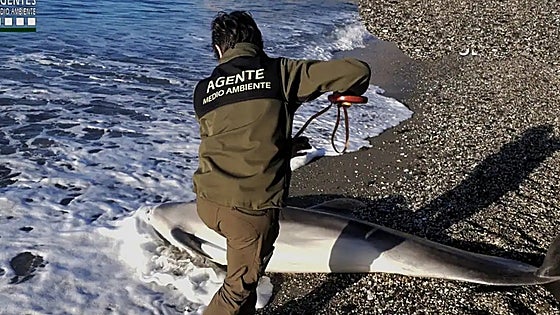 Endangered species dolphin found washed up dead on Costa del Sol beach