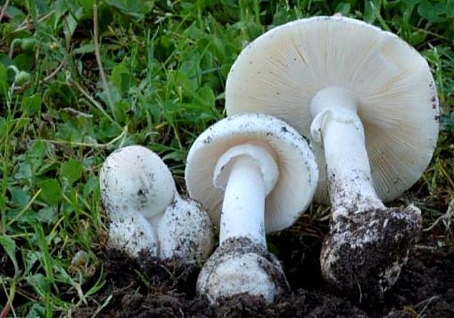 Amanita verna, a dangerous mushroom.