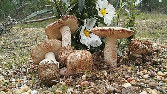 The 'gurumelo': a winter prize for wild mushroom hunters in Andalucía