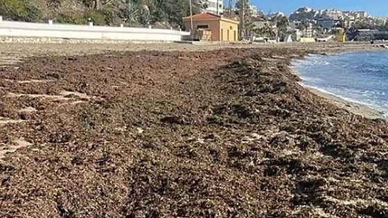 Fifty tonnes of invasive Asian seaweed cleared from Costa del Sol beach