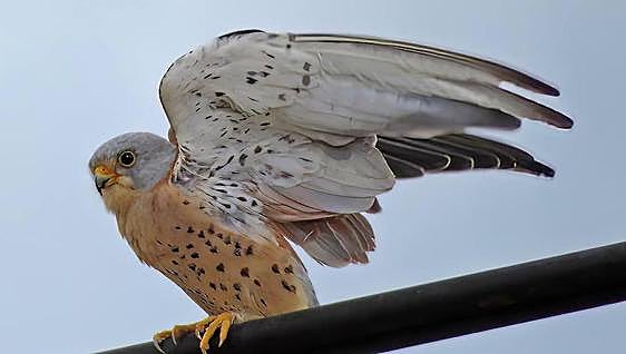 The lesser kestrel